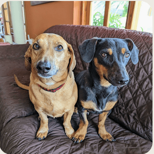 Two dogs sitting on a couch.